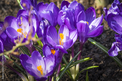 Close-up of purple crocus flowers in the soil