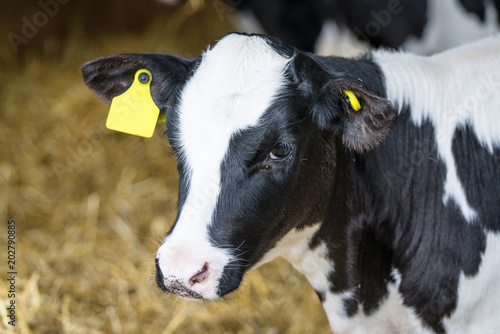 Black and white calf standing in a stable photo