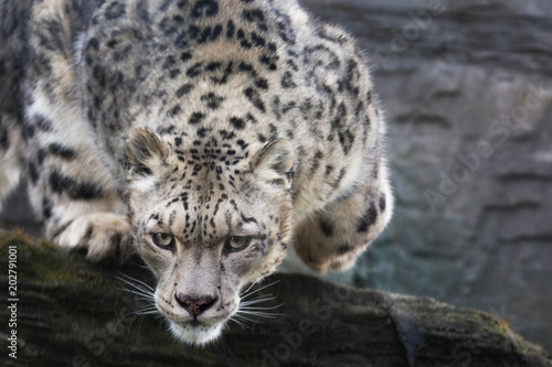 Pouncing snow leopard