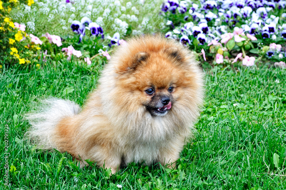 A nice Pomeranian doggy on a summer day on the grass on the background of flowers. A nice Pomeranian doggy on a summer day on the grass on the background of flowers.