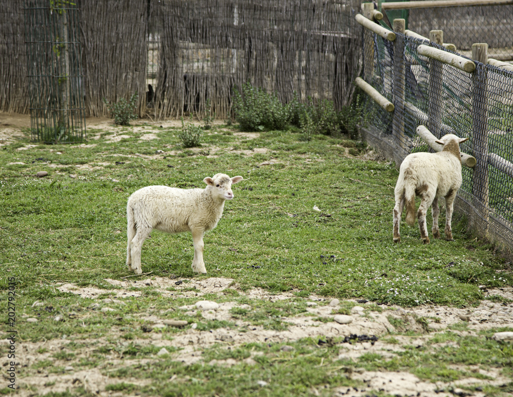 Fototapeta premium Sheep in farm