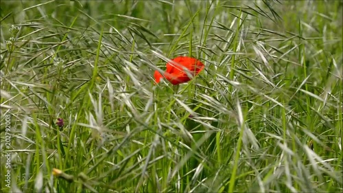 Papavero tra l'erba.