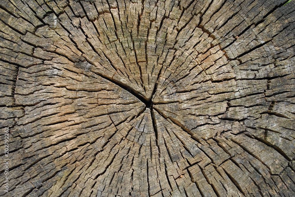 Fototapeta premium Tekstura drewna