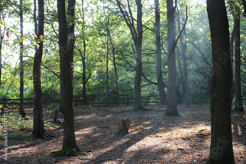 Woodlands and autumn