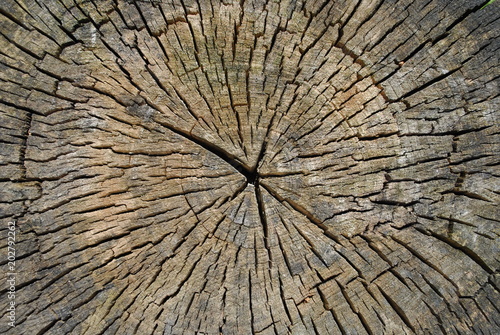 Tekstura drewna