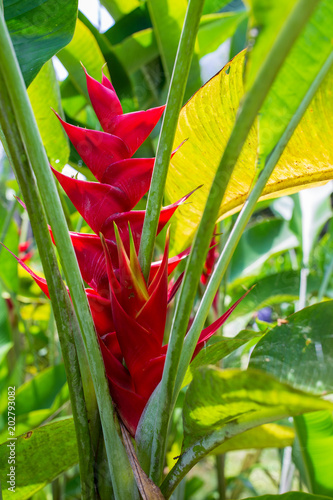 Tropical red flower of Heliconia photo