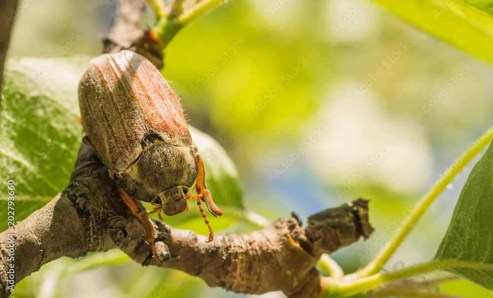 May bug in a sunny summer garden