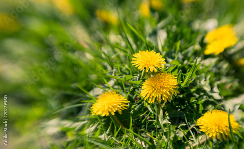 Fototapeta Naklejka Na Ścianę i Meble -  Yellow blossoming dandelions on a sunny summer meadow