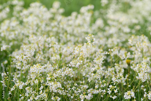 white wildflowers in meadow