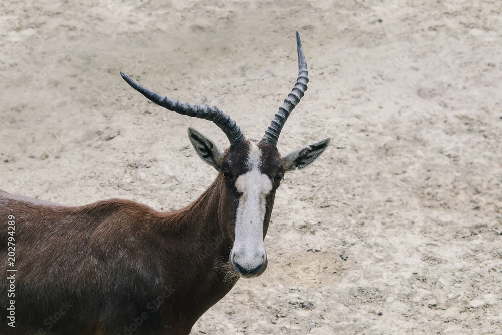 African antelope animal with large antlers looks thoughtfully in front of you