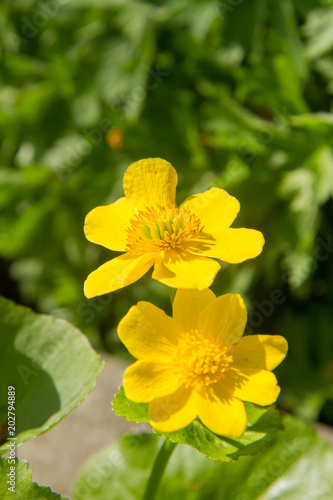 The marsh-marigold or kingcup (Caltha palustris)