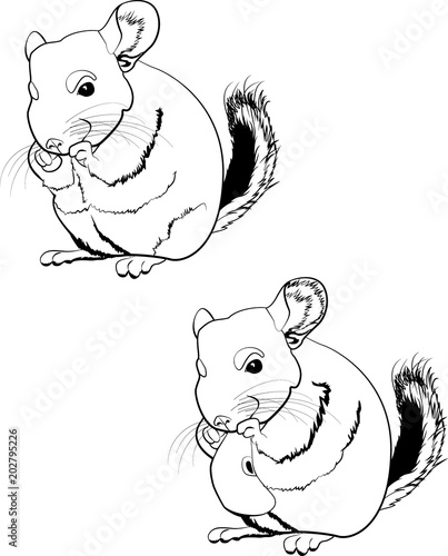 Illustration of line art chinchilla