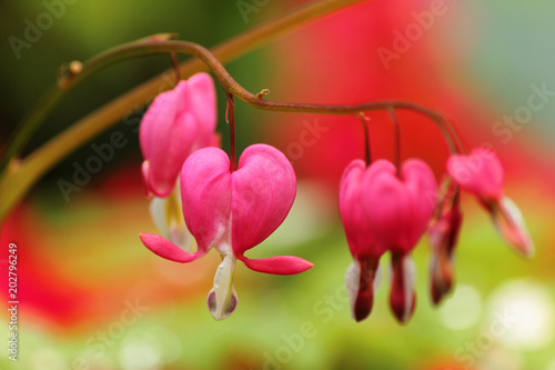 Bleeding heart flower 