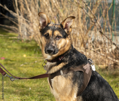 Mixed-breed dog between German shepherd and Labrador Retriever at a dog leash
