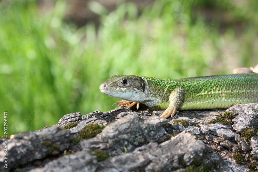 Naklejka premium The Emerald Lizard