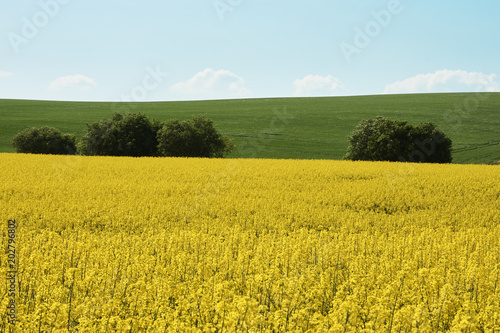 Rape field in farmland under blue sky with clouds  in South Moravia  in the Czech Republic