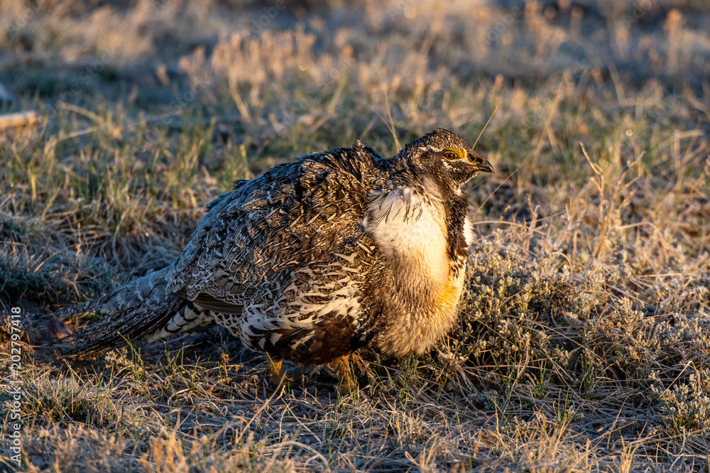 Obraz premium Male Greater Sage-Grouse in Courtship Display at Lek
