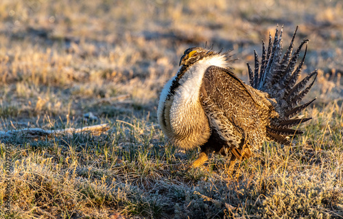 Male Greater Sage-Grouse in Courtship Display at Lek