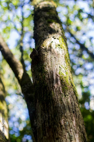 Tree stalk