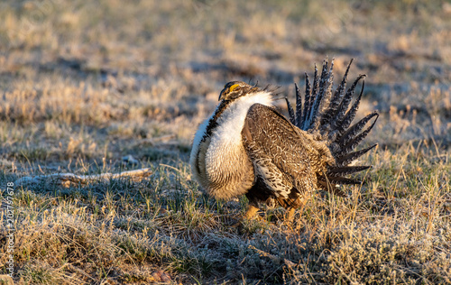 Male Greater Sage-Grouse in Courtship Display at Lek