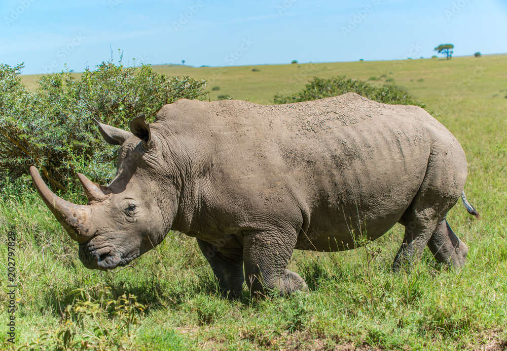 White Rhino White Rhino