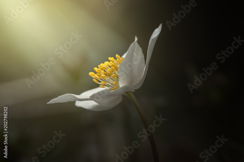 White spring flower basking...
