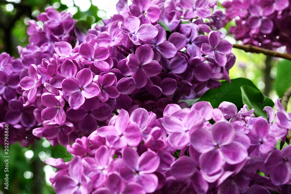 A view on a branch of a pink lilac in the garden, close up. Lilac blooms in the spring. Lilac flowers and leaves A view on a branch of a pink lilac in the garden, close up. Lilac blooms in the spring. Lilac flowers and leaves