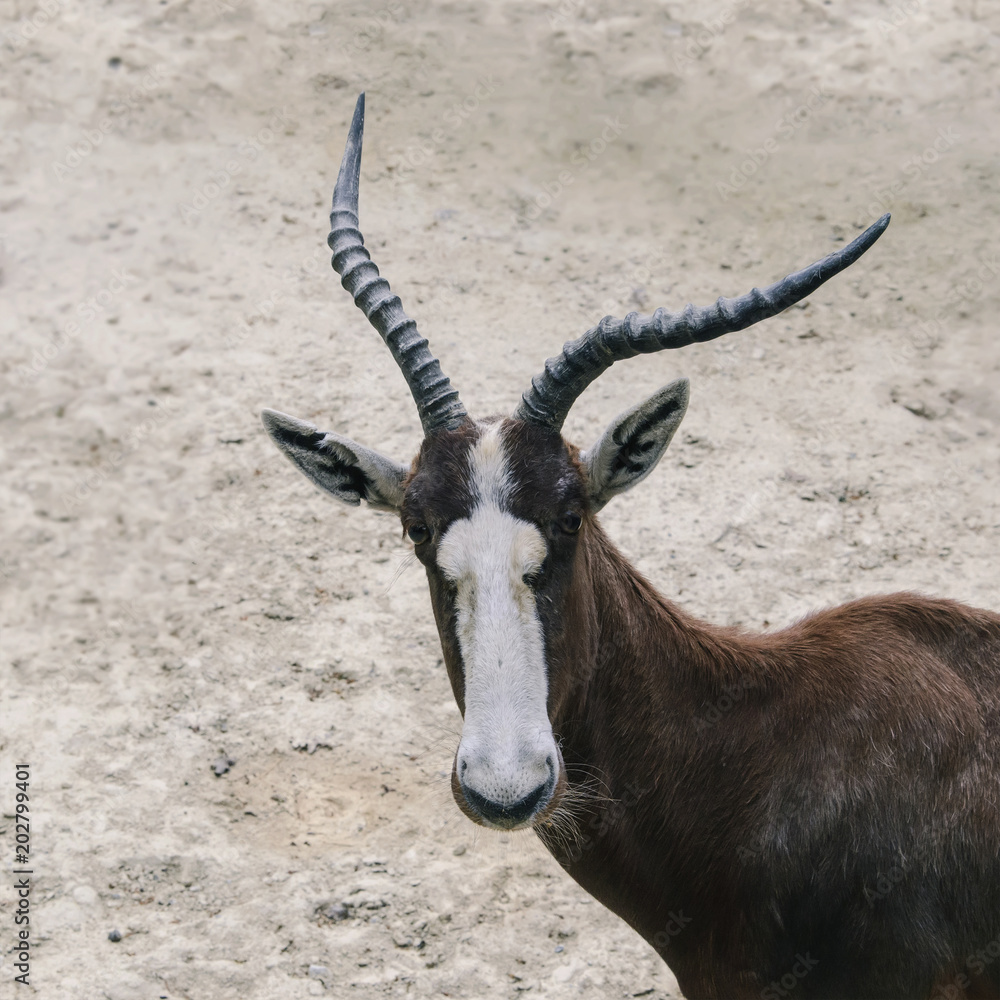 African antelope animal with large antlers looks thoughtfully in front of you.