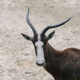 African antelope animal with large antlers looks thoughtfully in front of you.