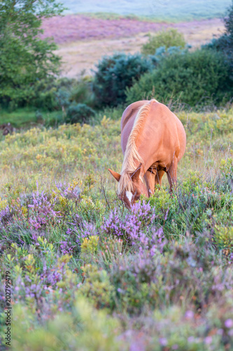 Colourful purple and pink heather