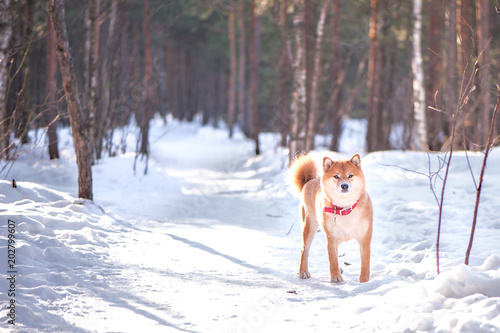 Fototapeta Naklejka Na Ścianę i Meble -  Dog of the Shiba inu breed stand on the snow on a beautiful winter forest background