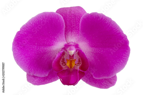 Orchidee Nahaufnahme - Grusskarte