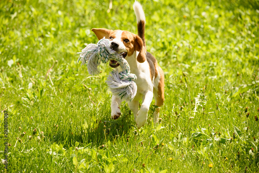 Beagle dog run and fun