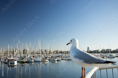 Seagull Harbour