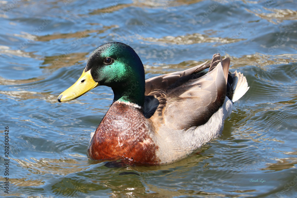 Fototapeta premium Male Mallard Duch