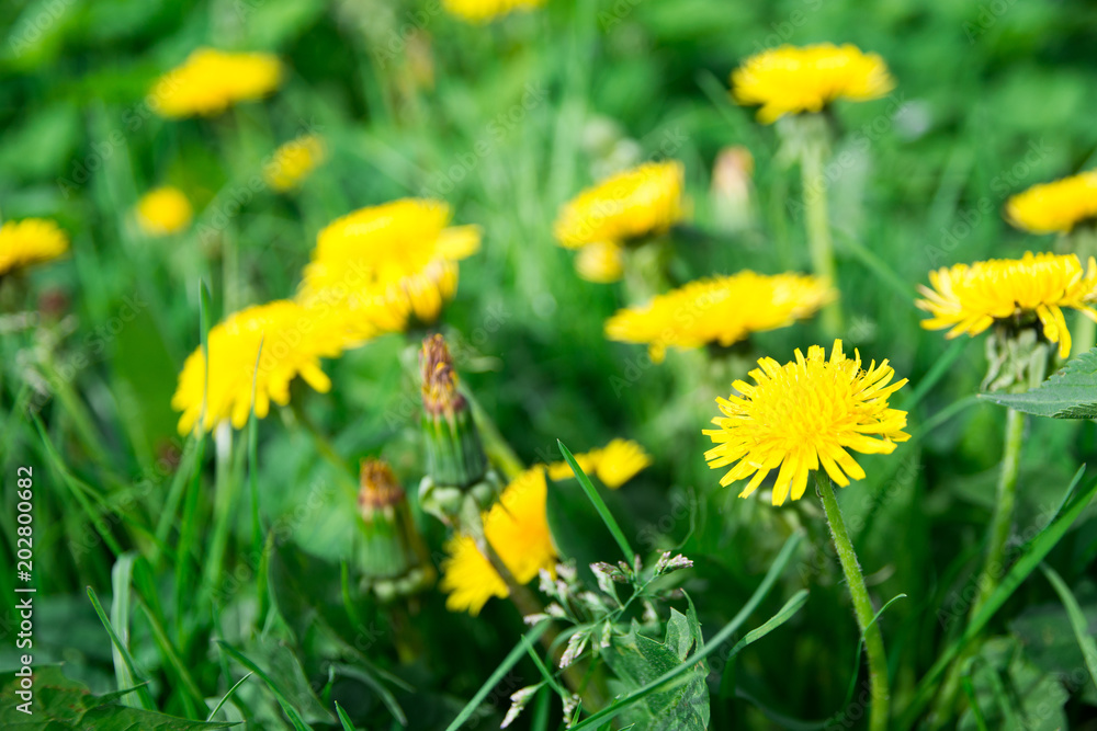 yellow blooming dandelion on a green glade yellow blooming dandelion on a green glade