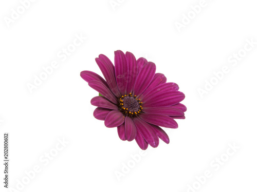 beautiful purple osteospermum or african daisy pink flower isolated on white