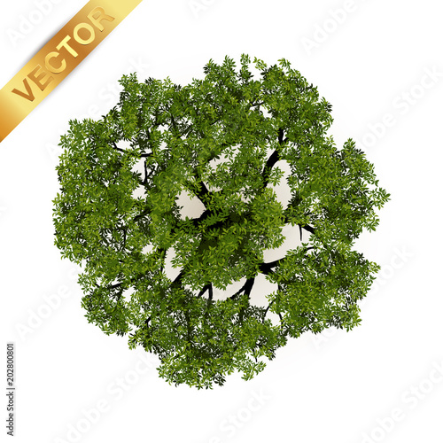 Trees top view for landscape vector illustration.