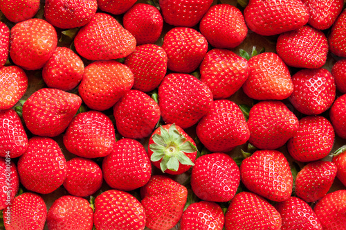 Cassettina di fragole photo