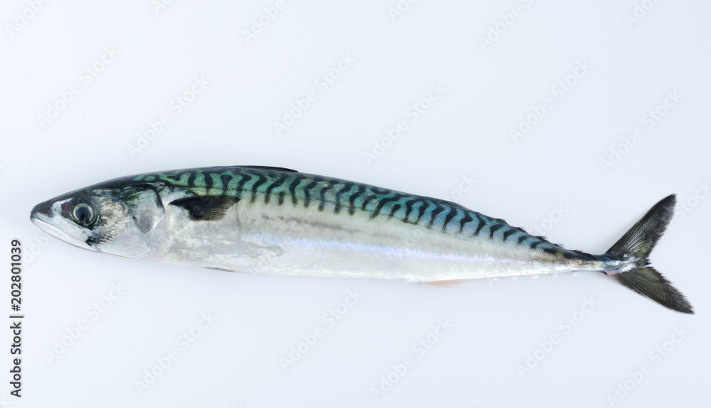 Mackerel on white background. Top view. Mackerel on white background. Top view.