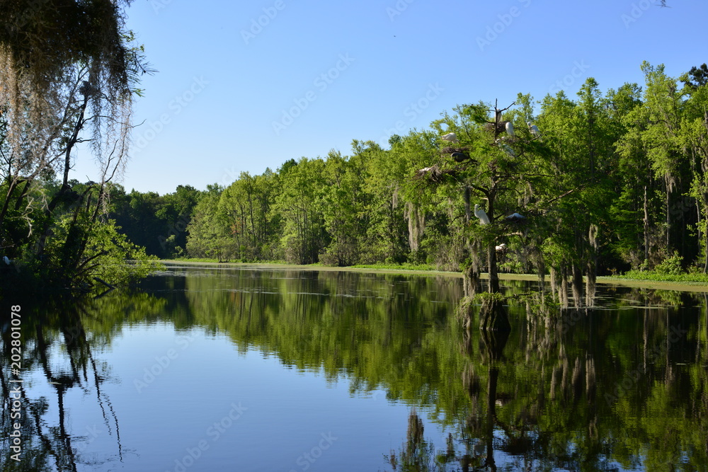 Swamp near Charleston in South Carolina.