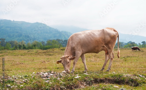 Obraz na płótnie Cows in the field of Adjara. Georgia w salonie