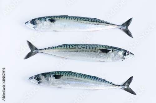 Three mackerels on white background. Top view.
