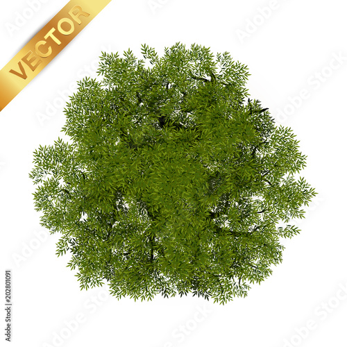 Trees top view for landscape vector illustration.