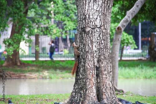 Wallpaper Mural Little squirrel climb on a tree Torontodigital.ca