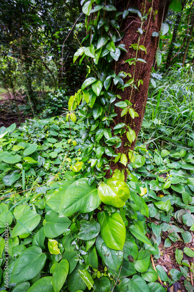 Jungle Jungle