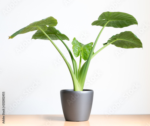 isolated elephants ear houseplant, Alocasia plant on table in front of white wall photo