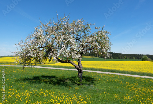Blühender Apfelbaum vor einem Rapsfeld in ländlicher Landschaft 