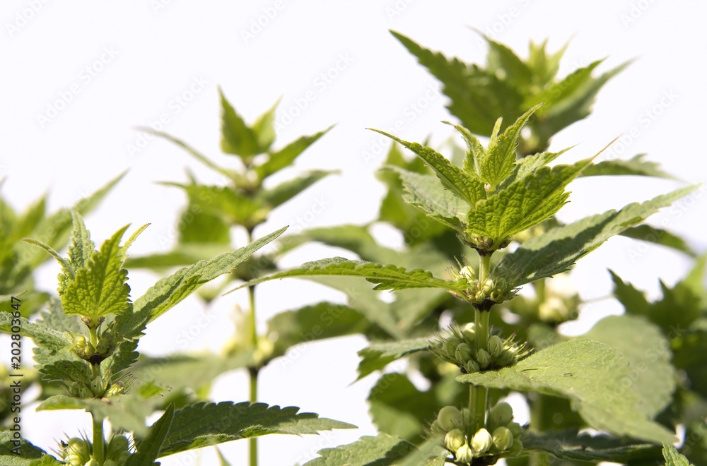stinging nettle stinging nettle