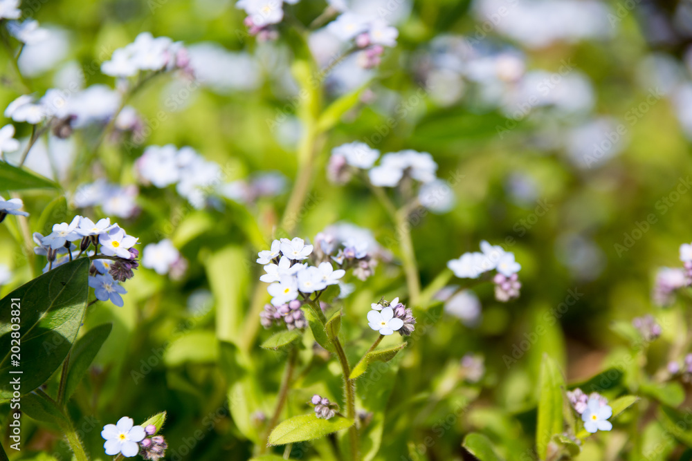 beautiful blooming blue flowers in early spring beautiful blooming blue flowers in early spring